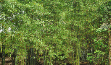 bamboo harvesting